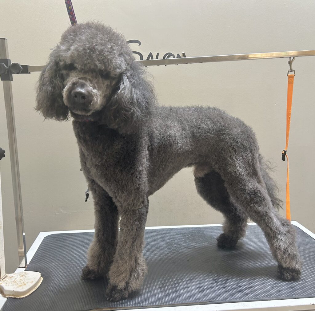 Groomer Days Inn, Fayetteville,NC