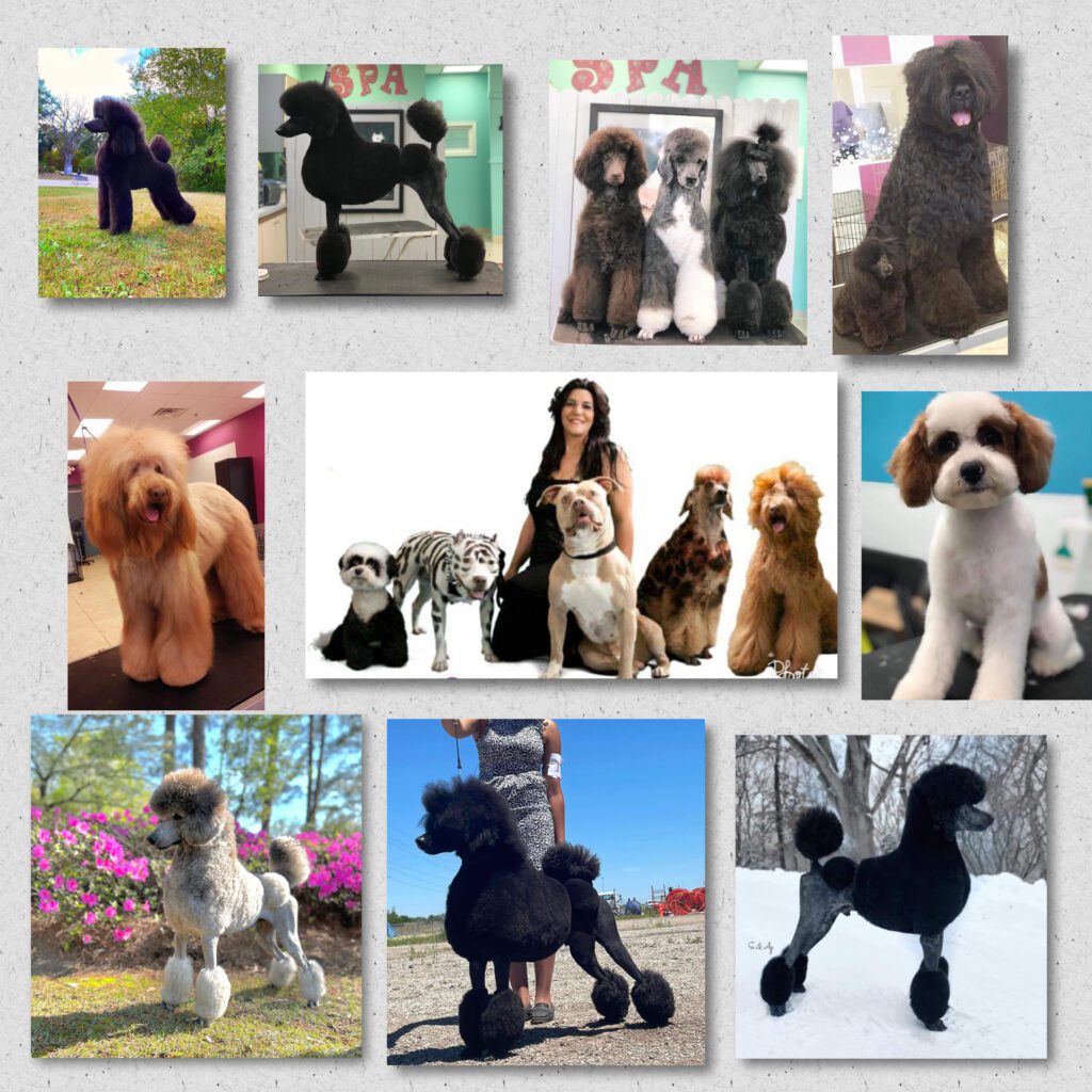 Groomer introduction Dog Days Inn, Fayetteville,NC