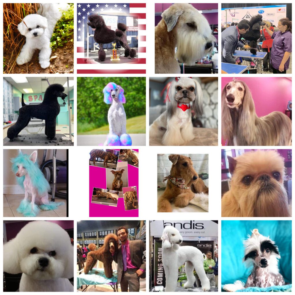 Groomer introduction Dog Days Inn, Fayetteville,NC
