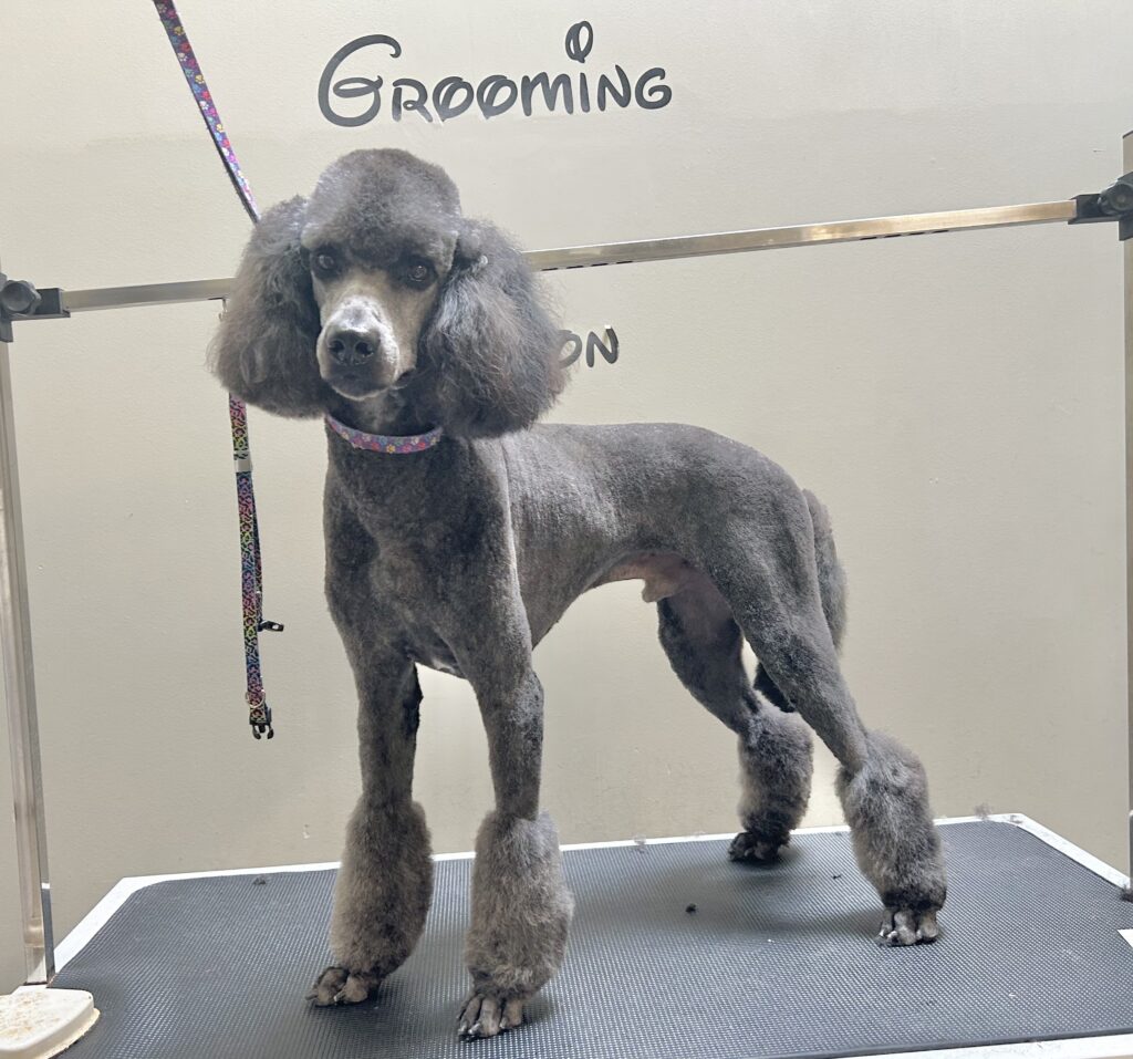 Groomer introduction Dog Days Inn, Fayetteville,NC
