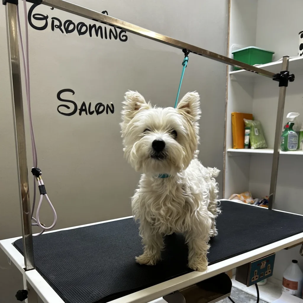 Koko before a full groom