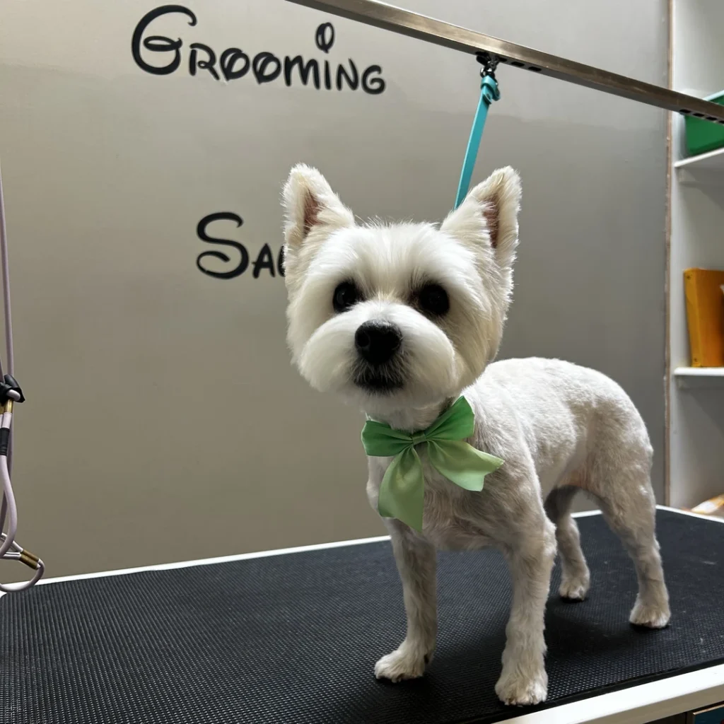 Koko after a full groom