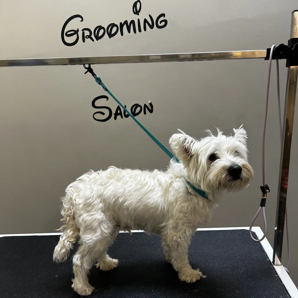 Kody before a full groom