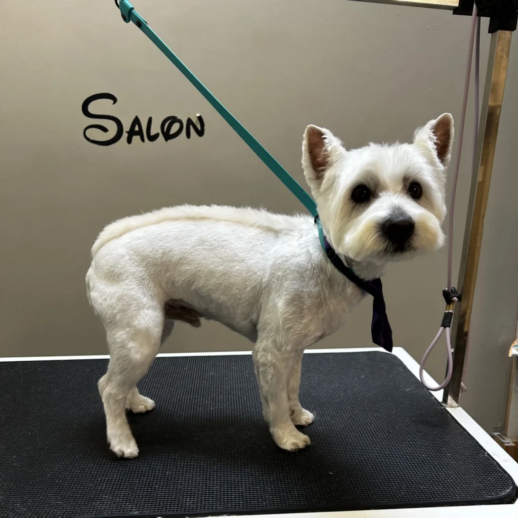 Kody after a full groom